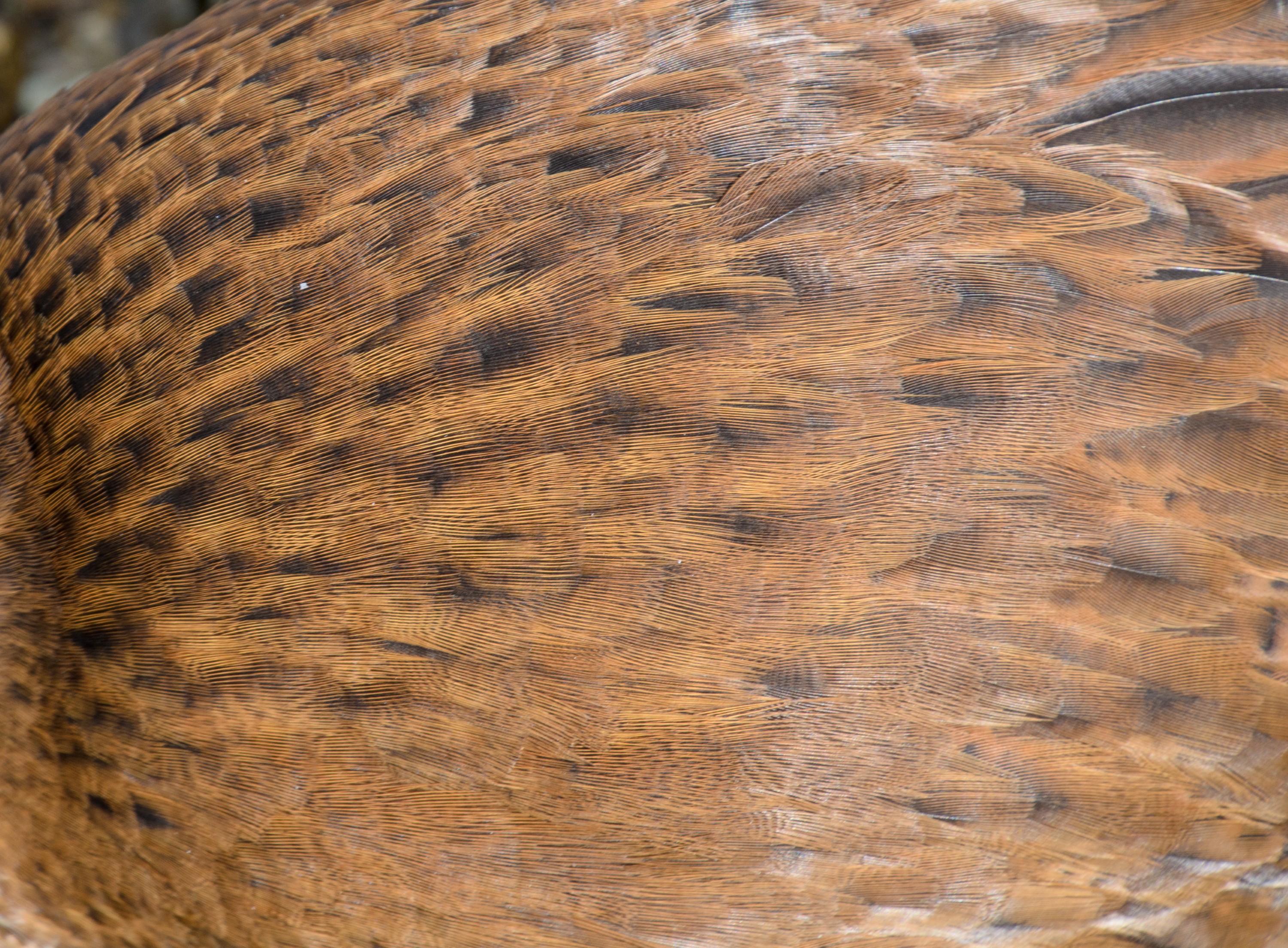 DSC_3171 – Adventure, Crispin, Island, March 2017, National Park, New, New Zealand, Rakiura, South, Stewart, Weka, Zealand, brown